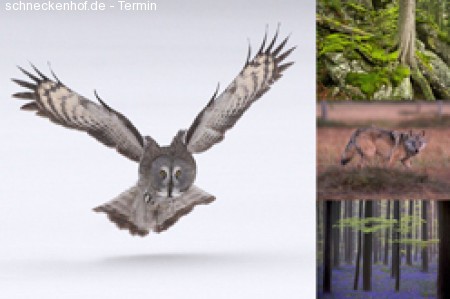 Greenpeace:Europ. wilde Wälder Werbeplakat