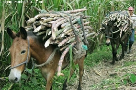 Die 2in1 Fairanstaltung Werbeplakat