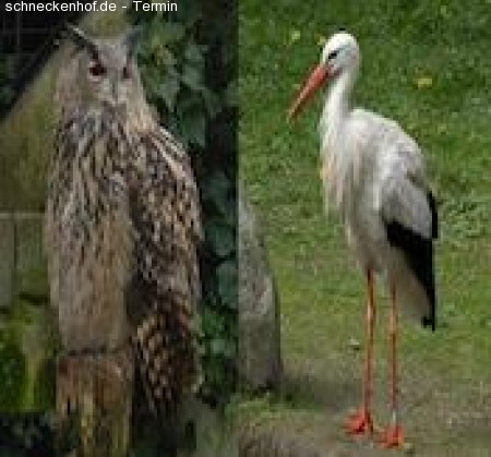 Grüne Stunde Werbeplakat